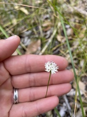 Schoenolaena juncea