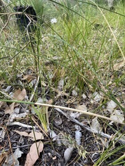 Schoenolaena juncea