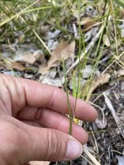 Schoenolaena juncea