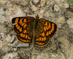 Lycaena salustius