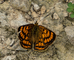 Lycaena salustius