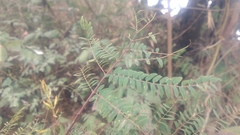 Albizia chinensis