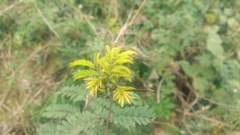 Albizia chinensis