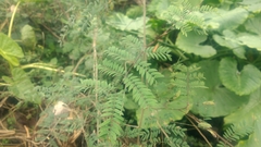 Albizia chinensis