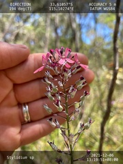 Stylidium brunonianum