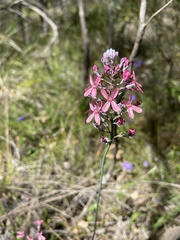 Stylidium brunonianum