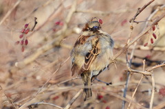 Passer domesticus
