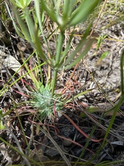 Stylidium brunonianum