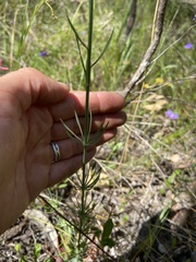 Stylidium brunonianum