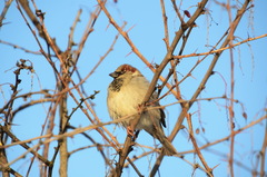 Passer domesticus
