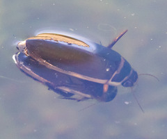 Dytiscus marginicollis