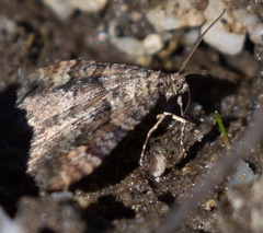 Epirrhoe plebeculata