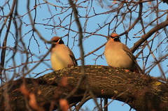 Bombycilla garrulus