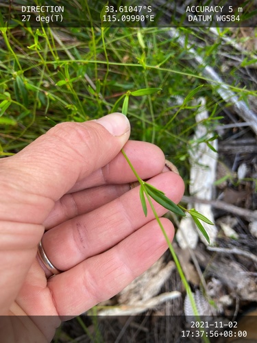 Amperea protensa