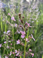 Stylidium crassifolium