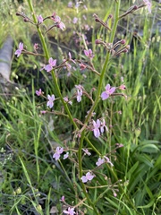Stylidium crassifolium