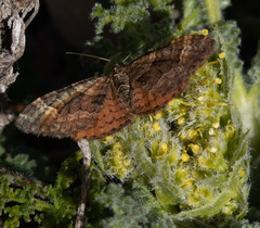 Epirrhoe plebeculata