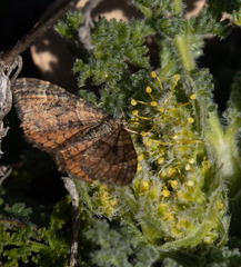 Epirrhoe plebeculata