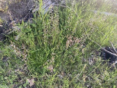 Stylidium crassifolium