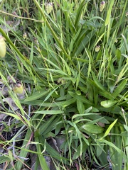 Stylidium crassifolium