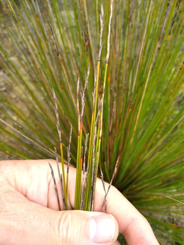 Image of Fountain Sedge (Lepidosperma neozelandicum) by (c) Leon Perrie, some rights reserved (CC BY)