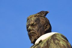 Columba livia domestica