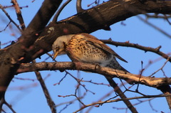 Turdus pilaris