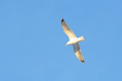 Larus argentatus