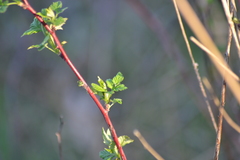 Rubus idaeus strigosus