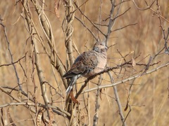 Streptopelia orientalis