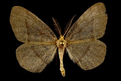 Lambdina pellucidaria