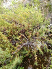 Dracophyllum trimorphum