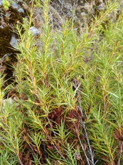 Dracophyllum trimorphum