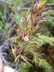 Dracophyllum trimorphum