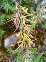 Dracophyllum trimorphum