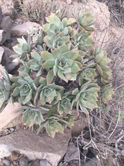 Aeonium percarneum image