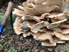 Bondarzewia kirkii