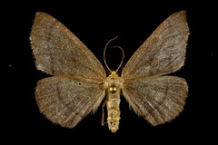 Lambdina pellucidaria