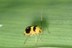 Horciasoides centralis