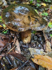 Boletus leptospermi