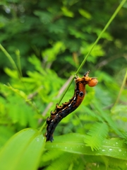 Erebus walkeri