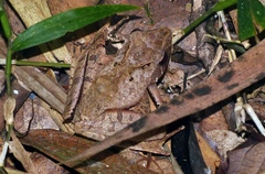 Gephyromantis plicifer