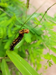 Erebus walkeri