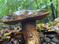 Boletus leptospermi