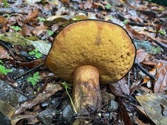 Boletus leptospermi