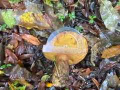 Boletus leptospermi