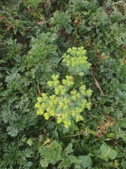 Euphorbia helioscopia