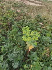 Euphorbia helioscopia