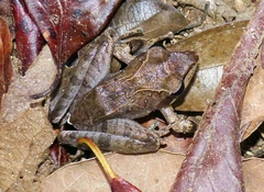 Gephyromantis plicifer
