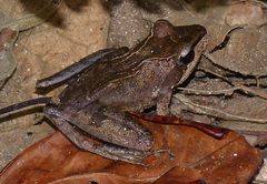 Gephyromantis plicifer